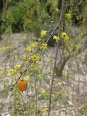 File:180px-IMG 4685 hunt0904.jpg