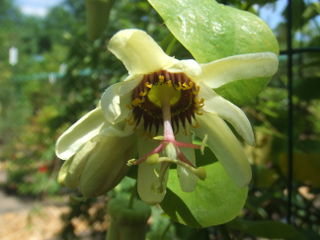 File:320px-Passiflora yucatanensis2.jpg
