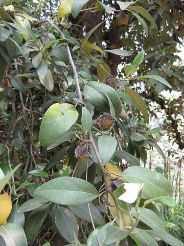 File:360px-IMG 4598 hunt0904.jpg