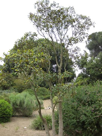 File:360px-IMG 4896 hunt0904.jpg