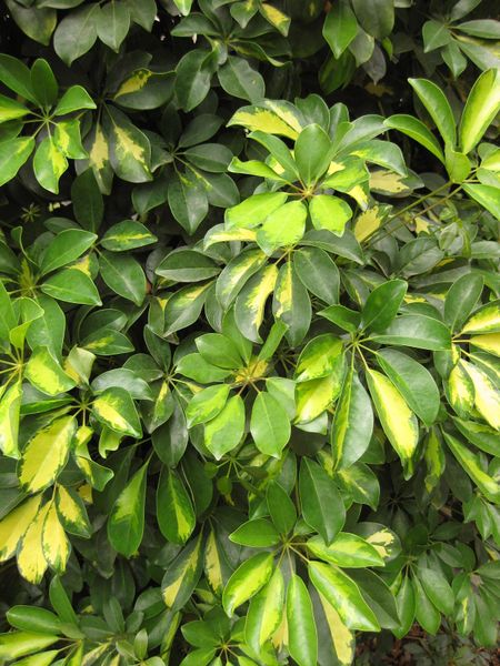 File:450px-IMG 6818 hunt09jun.jpg