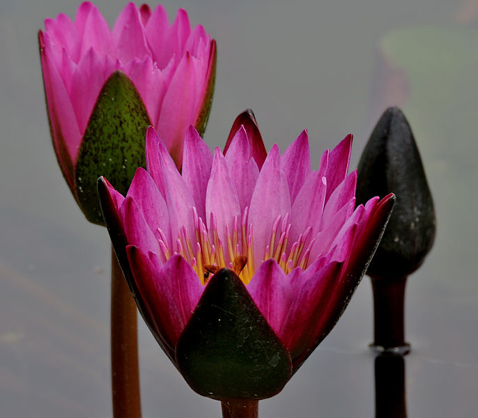 File:Nymphaea nouchali (Indian red water lily) in Hyderabad, AP W IMG 2624.jpg