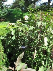 File:180px-IMG 0083 nybg09.jpg