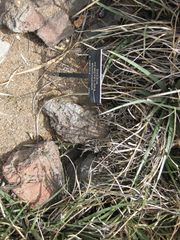 File:180px-IMG 7432 hunt09jun.jpg