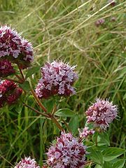 File:180px-Origanum vulgare1.jpg