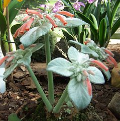 File:239px-Sinningia canescens.jpg