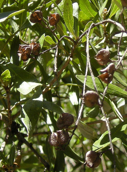 File:446px-Bursaria spinosa opened fruit.jpg
