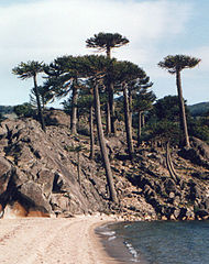 File:190px-Araucaria araucana playa.jpg
