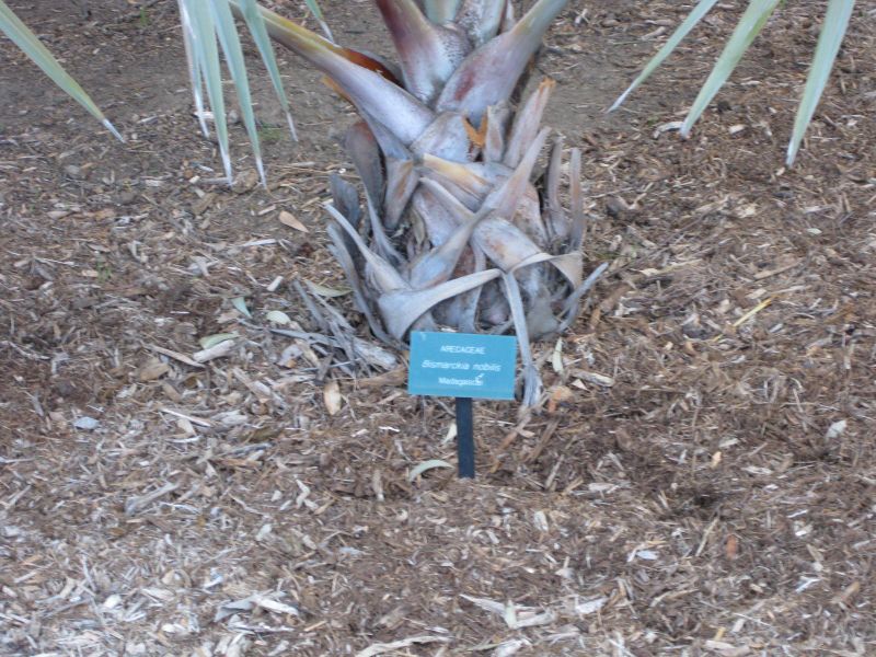 File:800px-IMG 2708 ucla09.jpg