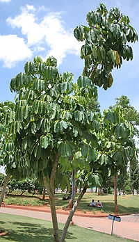 File:200px-Octopus Tree (Schefflera actinophylla) at Hyderabad, AP W 283.jpg