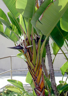 File:240px-Strelitzia nicolai.jpg