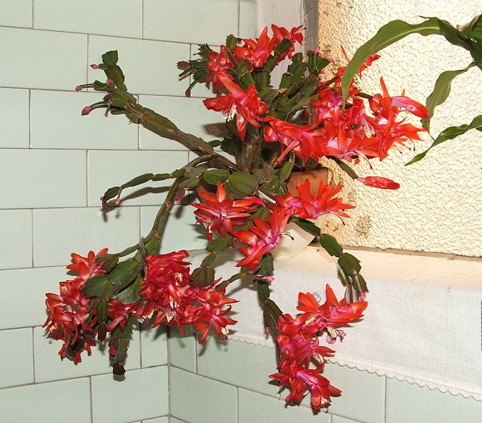 File:683px-Schlumbergera buckleyi.jpg