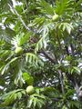 File:90px-Artocarpus.altilis1web.jpg