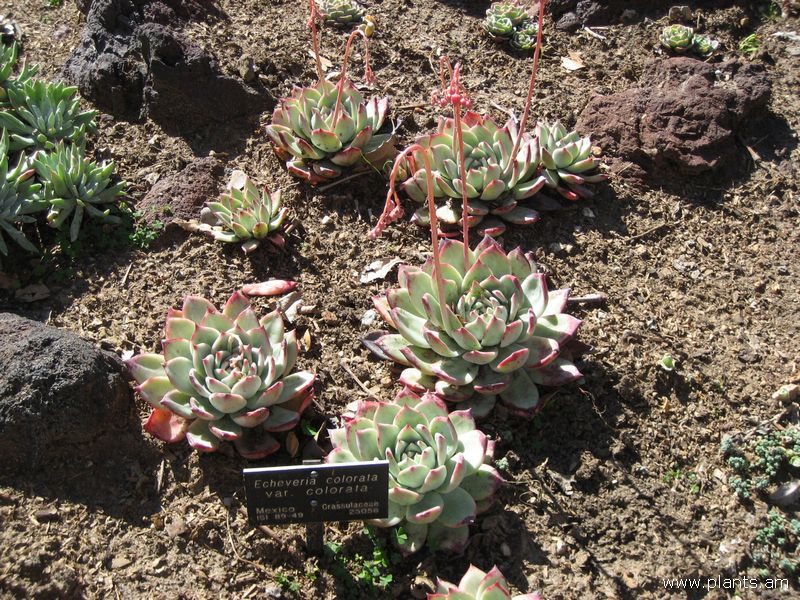 File:Echeveria colorata var. colorata-IMG 0409 hunt07.jpg