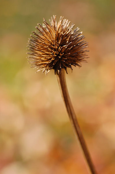 File:398px-Purple Coneflower Echinacea purpurea Dried Flower Shallow 2000px.jpg
