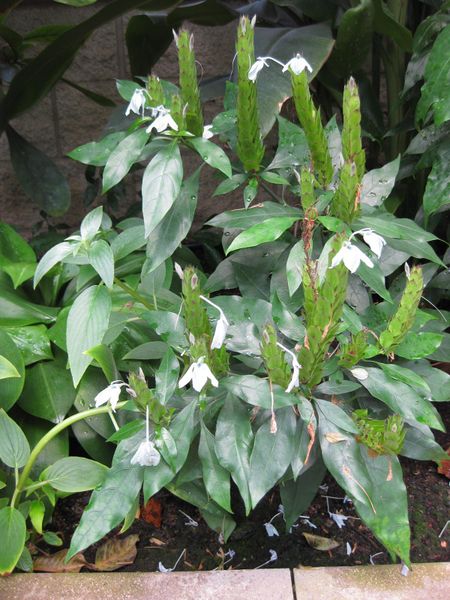 File:450px-IMG 7567 hunt09jun.jpg