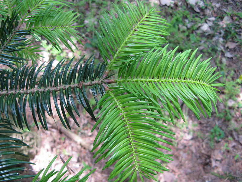 File:800px-Abies homolepis2.jpg