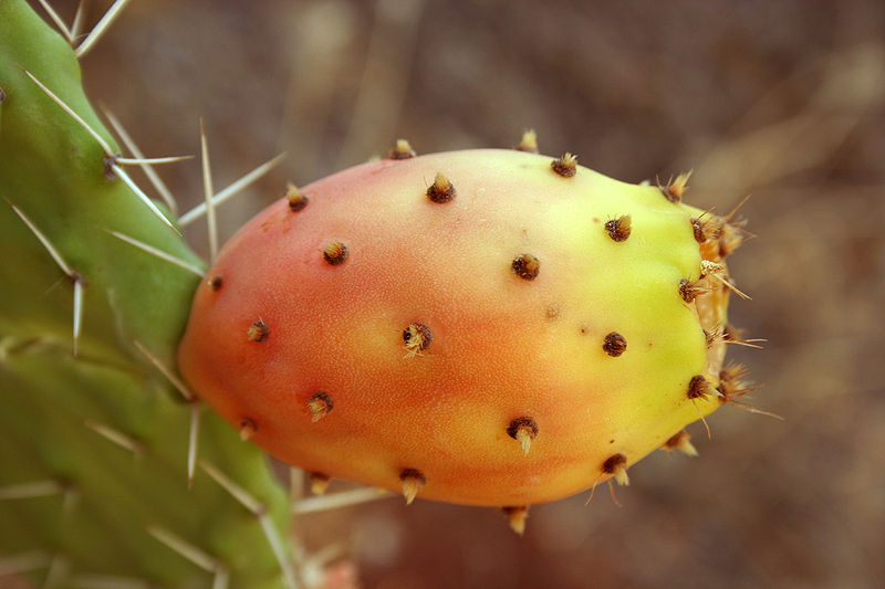 File:800px-Opuntia ficus-indica fruit9.jpg