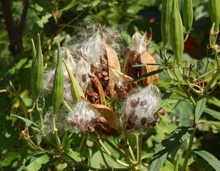 File:308px-Swamp Milkweed Asclepias incarnata 'Ice Ballet' Open Pods.jpg