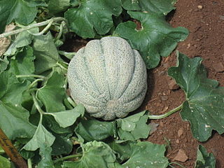 File:320px-Muskmelon.jpg