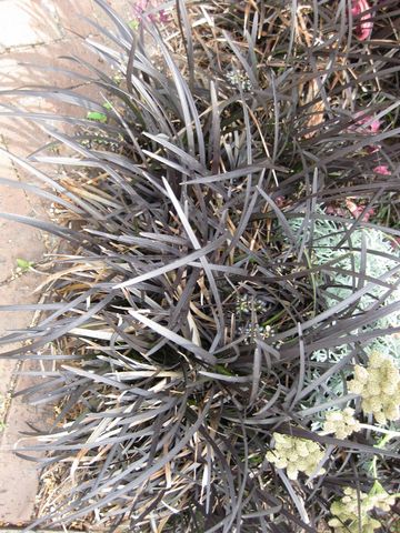 File:360px-IMG 0822 bbg09.jpg