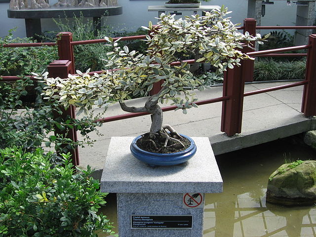 File:640px-Elaeagnus pungens - JBM.jpg