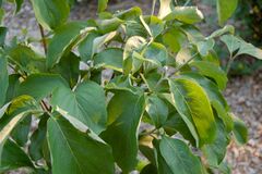 File:240px-Flowering Dogwood Cornus florida 'Appalacian Spring' Leaves 3000px.JPG