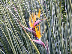 File:240px-Strelitzia juncea flower.jpg