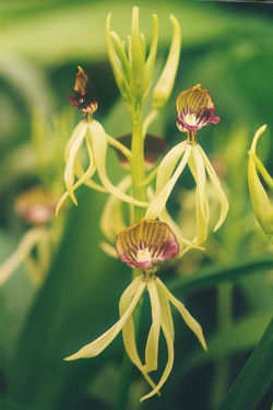 File:250px-Prosthechea-cochleata.jpg