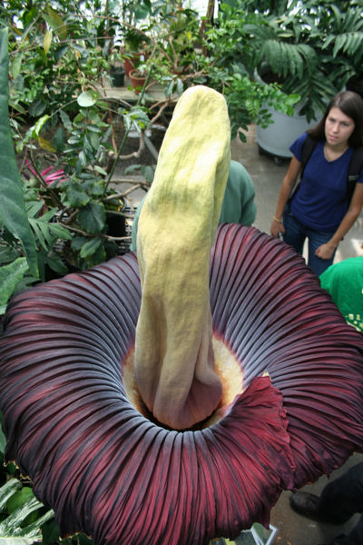 File:400px-Corpse flower-ucdavis09.jpg