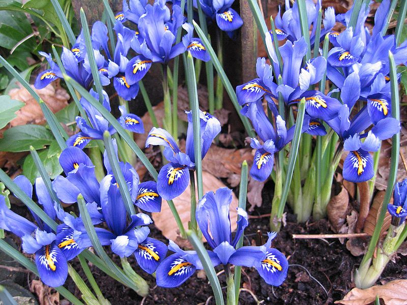 File:800px-Iris reticulata.jpg