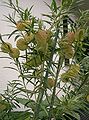 File:89px-Asclepias physocarpa2.jpg