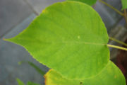 File:180px-Broussonetia papyrifera Leaf 3008px.jpg