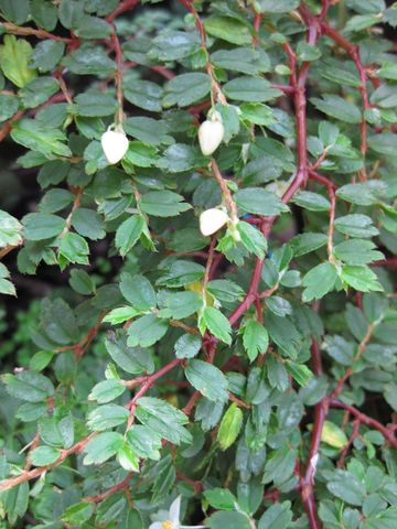 File:360px-IMG 7628 hunt09jun.jpg