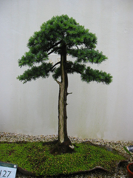File:450px-Cedar bonsai, Birmingham Botanical Gardens.jpg