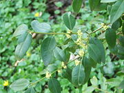 File:180px-Buxus henryi.jpg