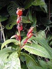 File:180px-Starr 021122-0012 Sanchezia speciosa.jpg