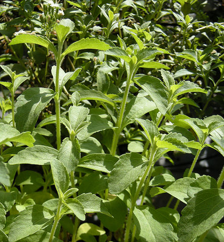 File:445px-Stevia rebaudiana foliage.jpg