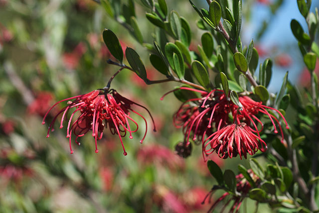 File:640px-Grevillea speciosa.jpg