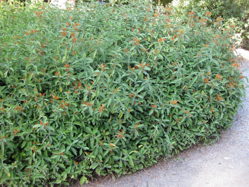 File:800px-IMG 2040 hunt09oct.jpg