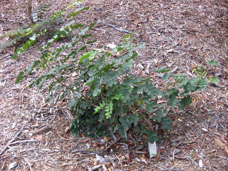 File:800px-IMG 2515 ucla09.jpg