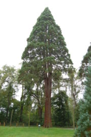 File:180px-Sequoiadendron giganteum Giant Sequoia Tyler Arboretum 2000px.jpg