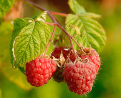 File:250px-Raspberries (Rubus Idaeus).jpg