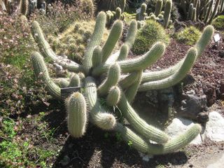 File:320px-IMG 2482 hunt0903.jpg