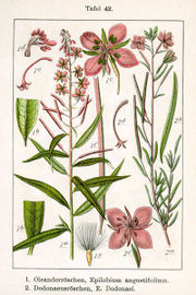File:180px-Epilobium spp Sturm42.jpg