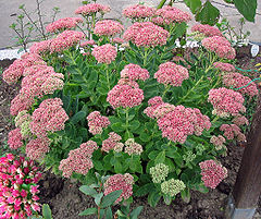 File:240px-Fetthenne Sedum spectabile.jpg