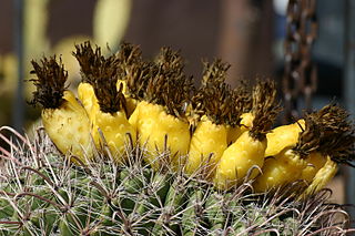 File:320px-Ferocactus wislizenii.jpg