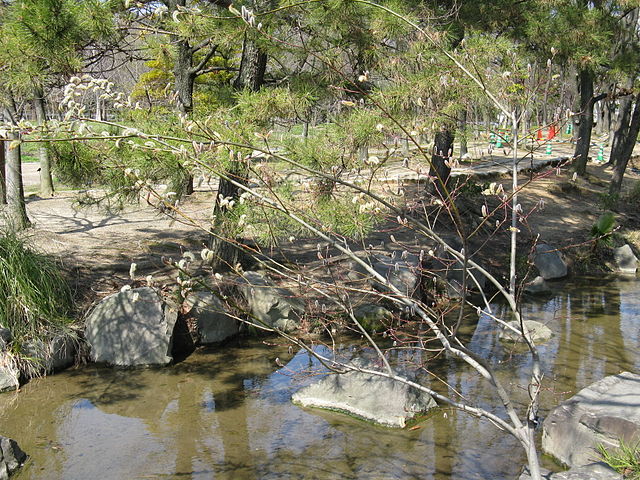 File:640px-Salix gracilistyla2.jpg