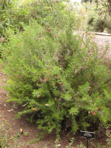 File:360px-IMG 7298 hunt09jun.jpg