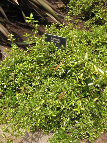 File:360px-IMG 7357 hunt09jun.jpg